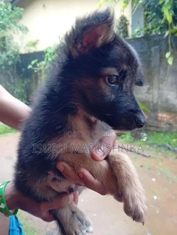 German Shepherd Dog