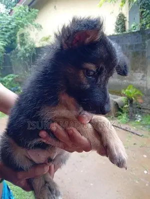 German Shepherd Dog