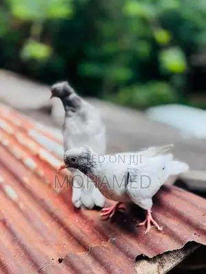 Kathangi Chicks