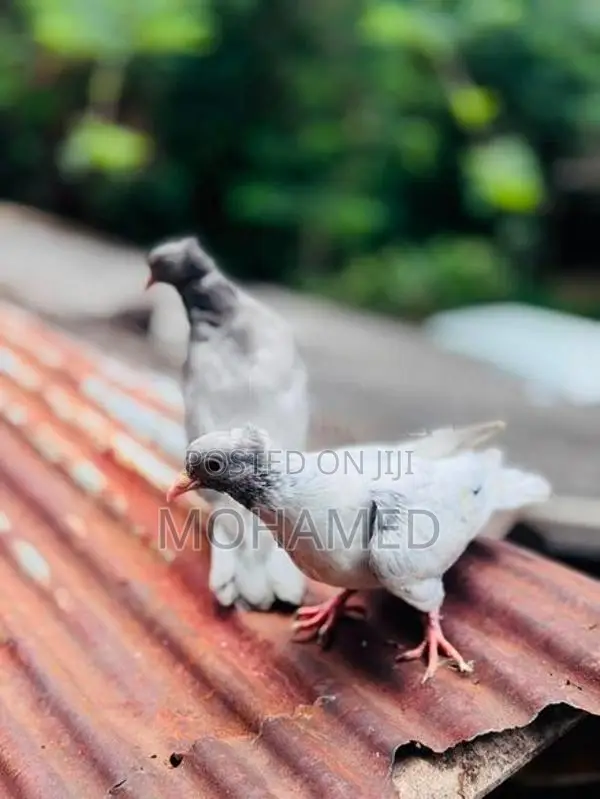 Kathangi Chicks