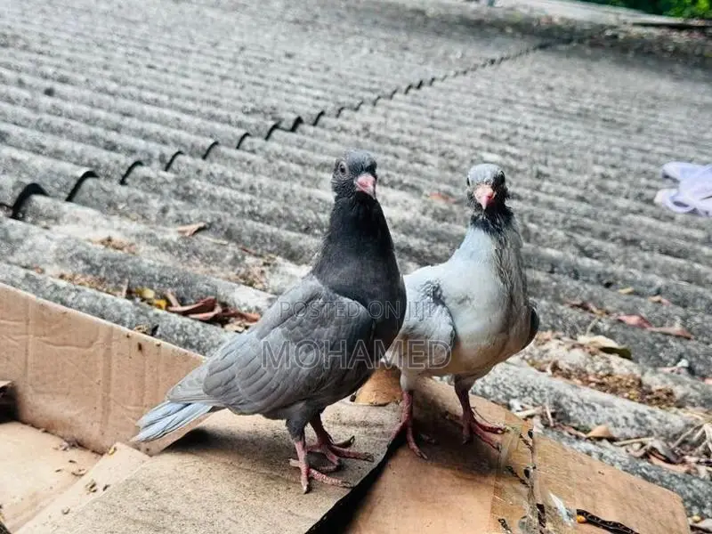 Kathangi Chicks