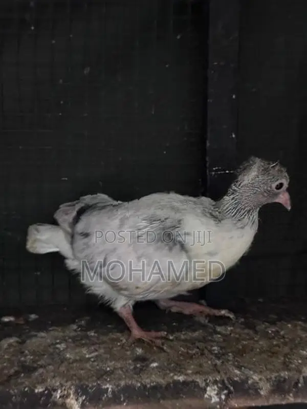 Kathangi Chicks