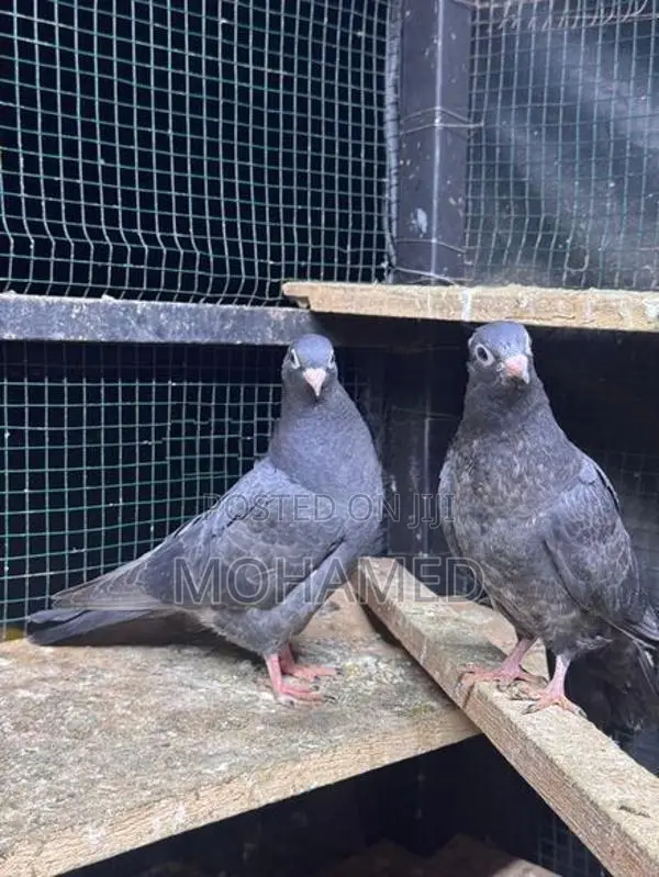 Kathangi Chicks