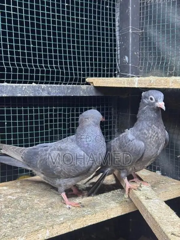 Kathangi Chicks