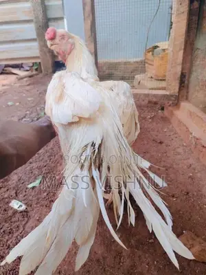 Parrot Beak Rooster