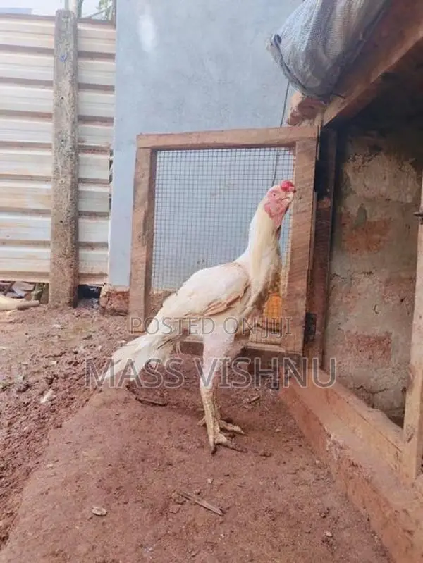 Parrot Beak Rooster