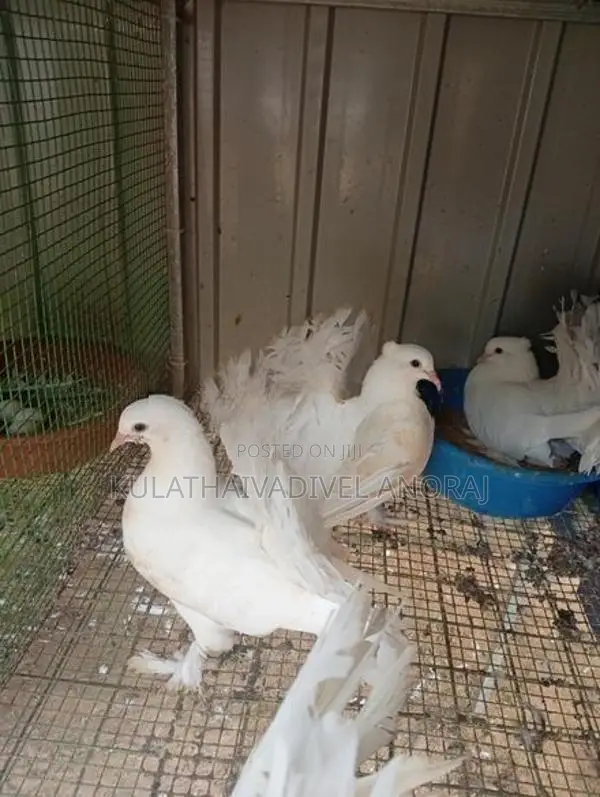 Pigeon
