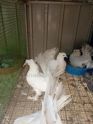 Pigeon