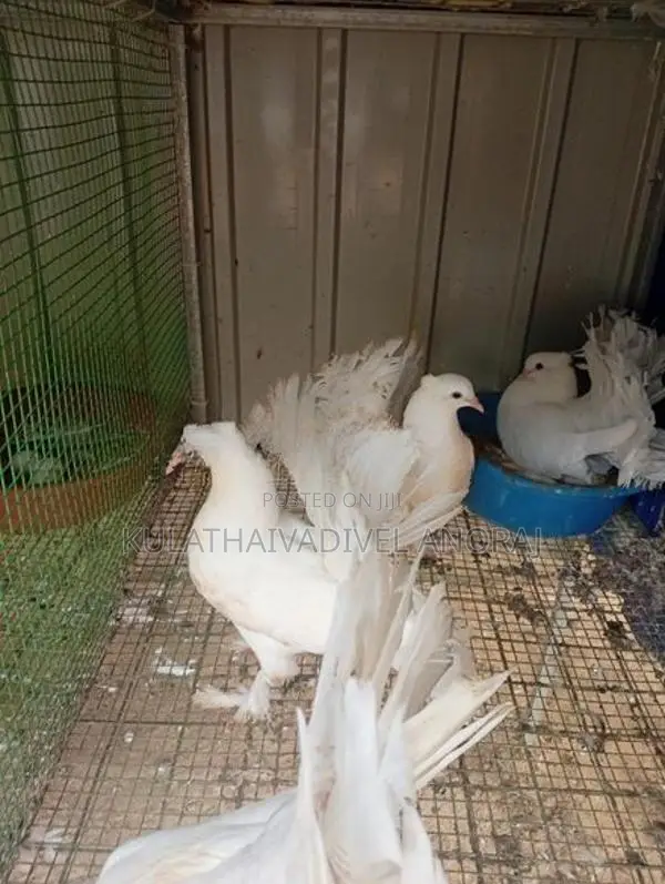 Pigeon