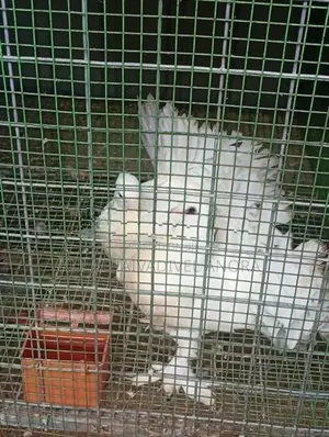 Pigeon