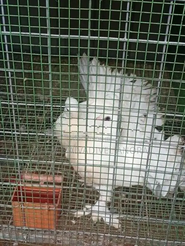 Pigeon