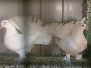Pigeon