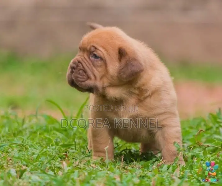 Dogue De Bordeaux (french Mastiff) Puppies