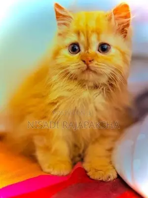 Persian Cat