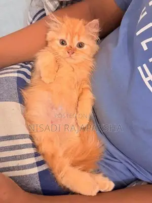 Persian Cat