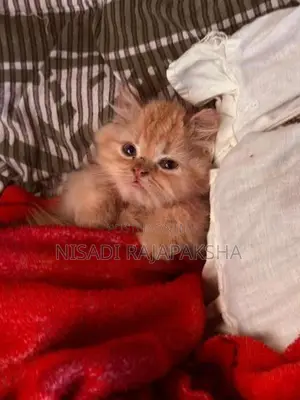 Persian Cat