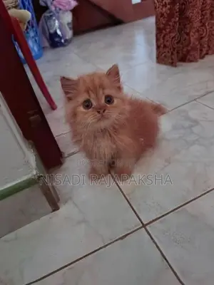 Persian Cat