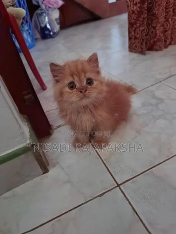 Persian Cat