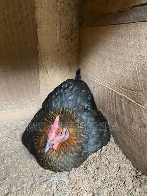 රැකුම් කිකිලි
