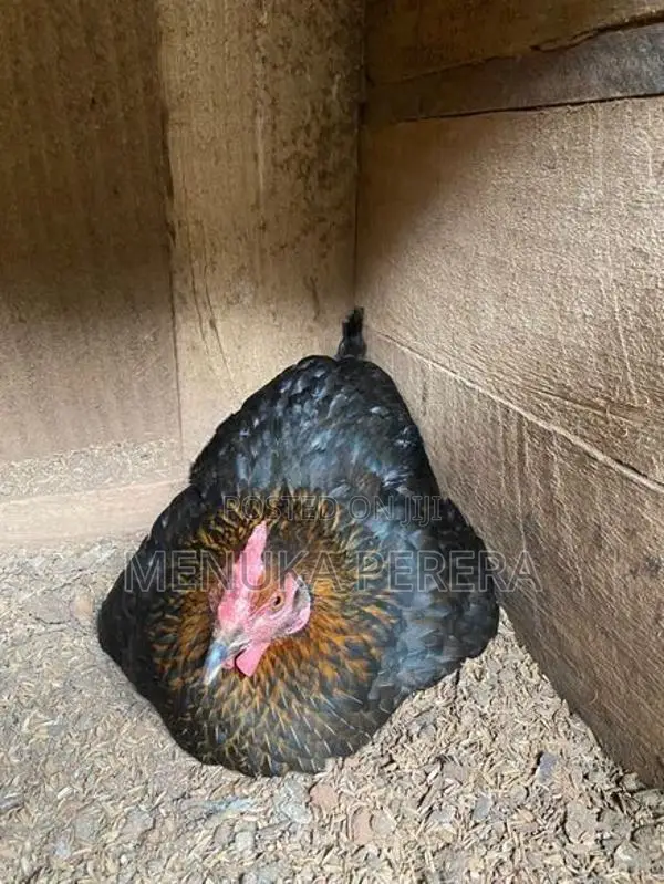 රැකුම් කිකිලි
