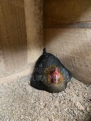 රැකුම් කිකිලි