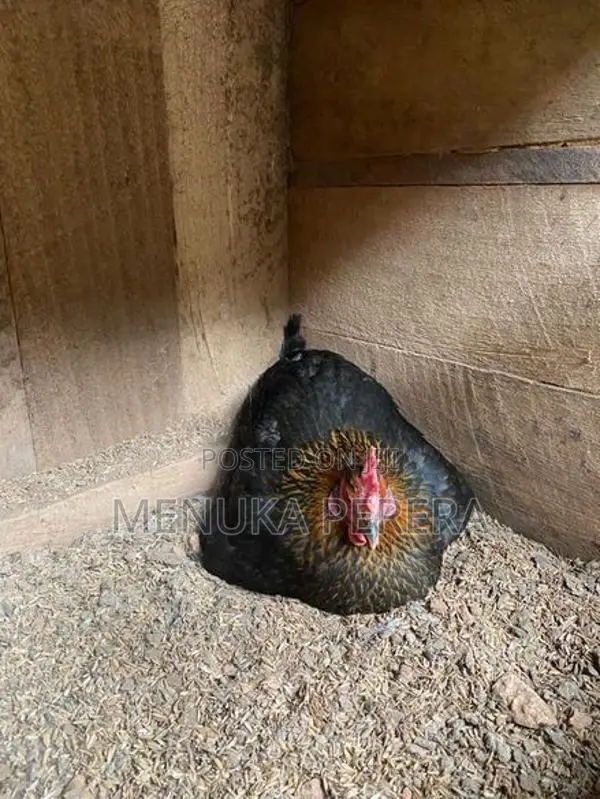 රැකුම් කිකිලි