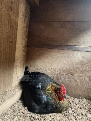 රැකුම් කිකිලි
