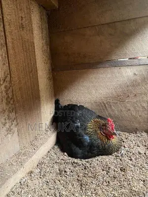 රැකුම් කිකිලි