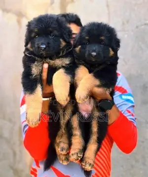 German Shepherd Puppies