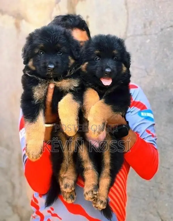 German Shepherd Puppies