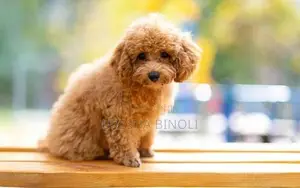 Toy Poodle puppy's