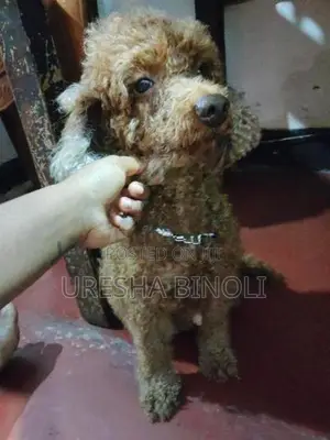 Toy Poodle puppy's