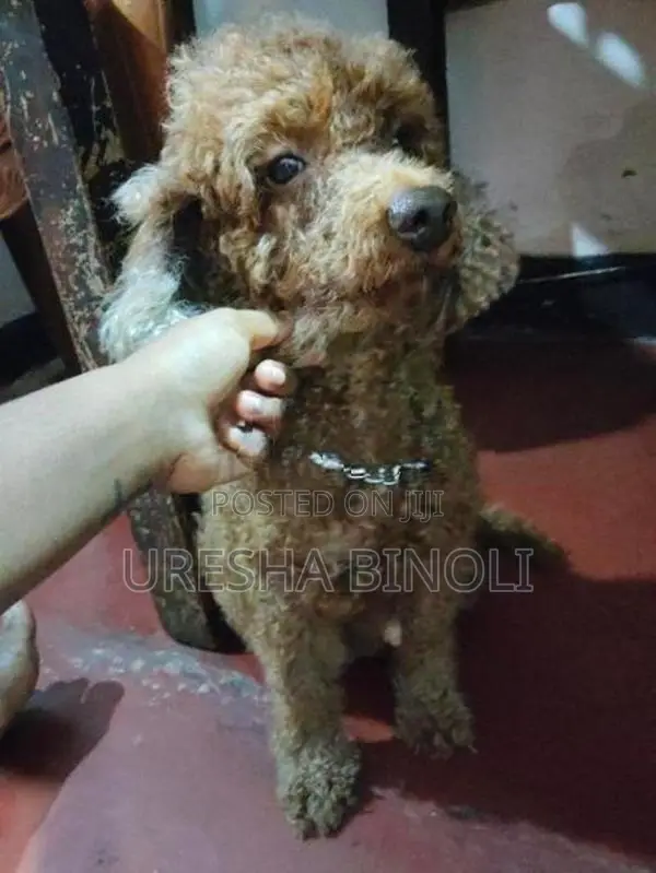 Toy Poodle puppy's