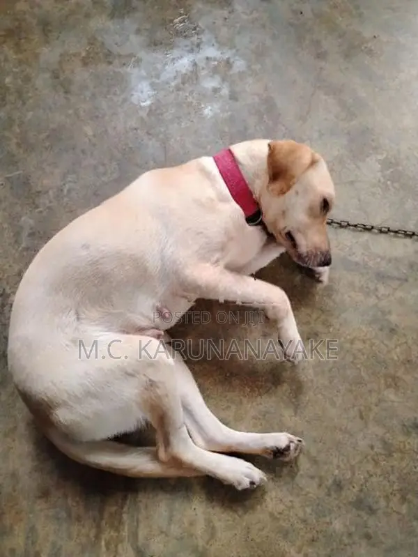 අවු 1 මාස 9 Labrador ගැහැණු සතෙක්
