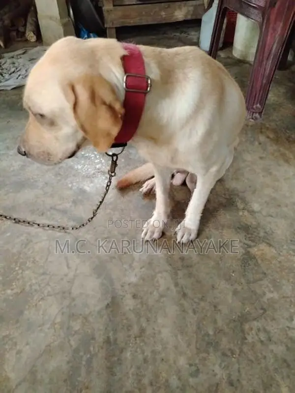 අවු 1 මාස 9 Labrador ගැහැණු සතෙක්