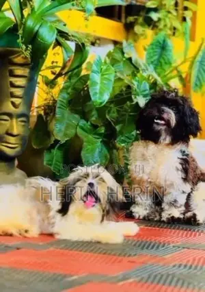 Shitzhu Puppy