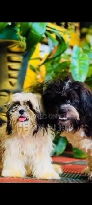 Shitzhu Puppy