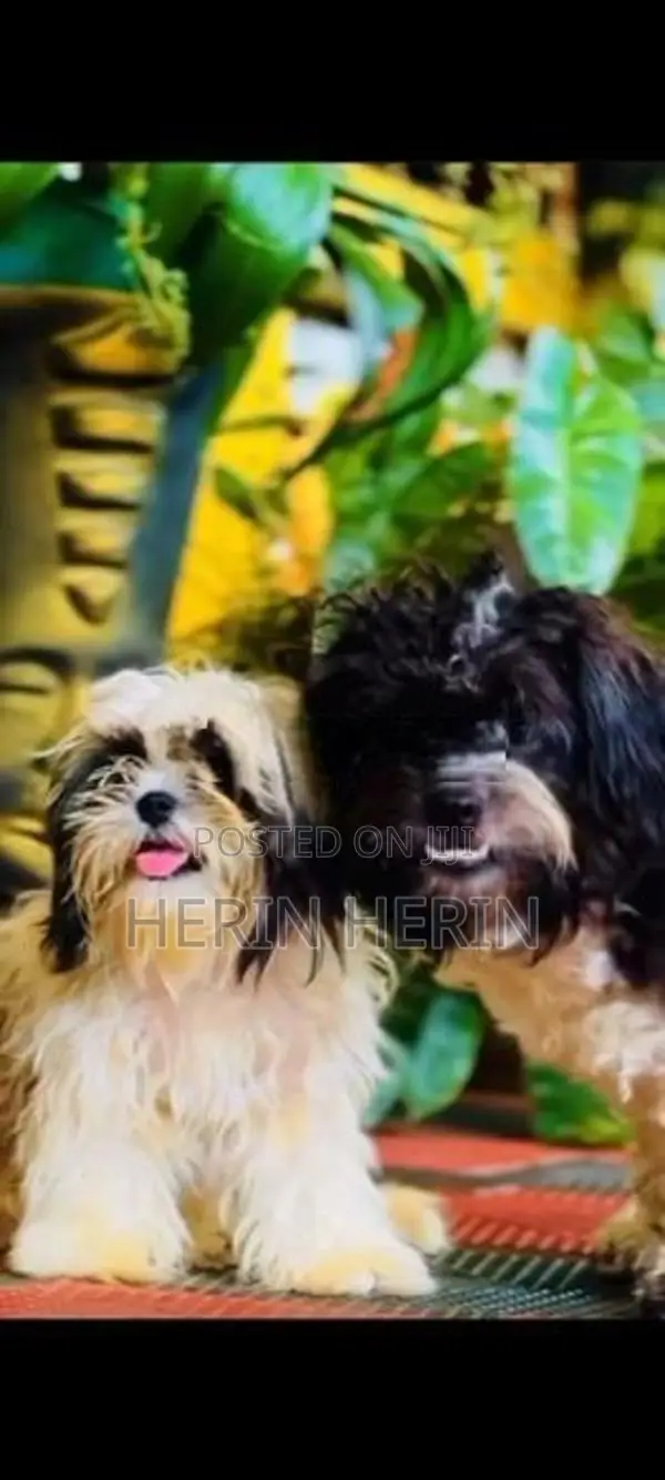 Shitzhu Puppy