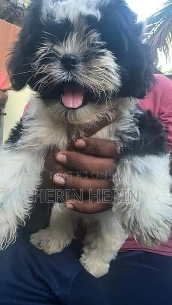 Shitzhu Puppy
