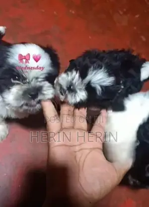 Shitzhu Puppy