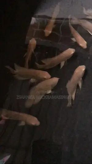 Albino Oscar Fishes