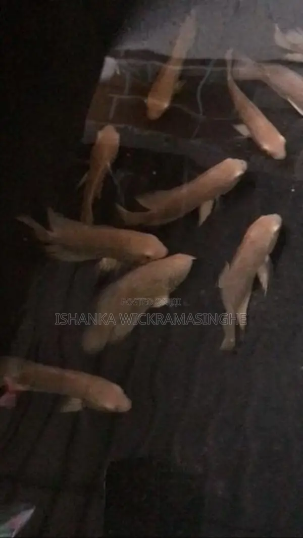 Albino Oscar Fishes