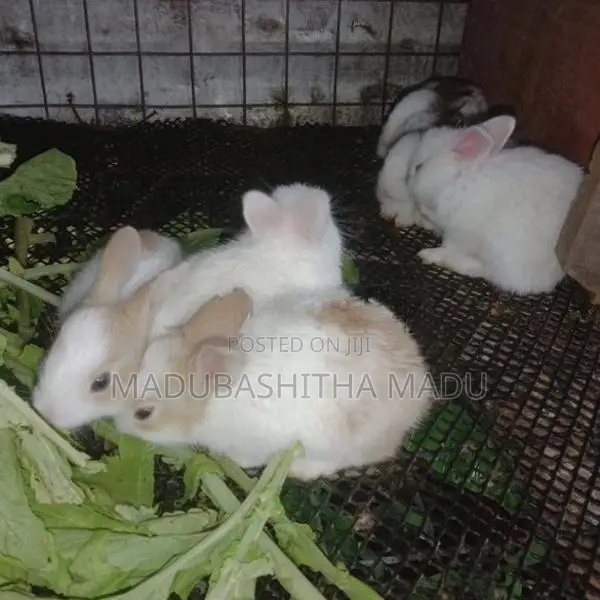 Rabbits