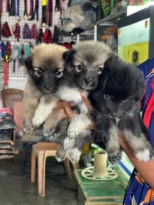Lion Pomeranian