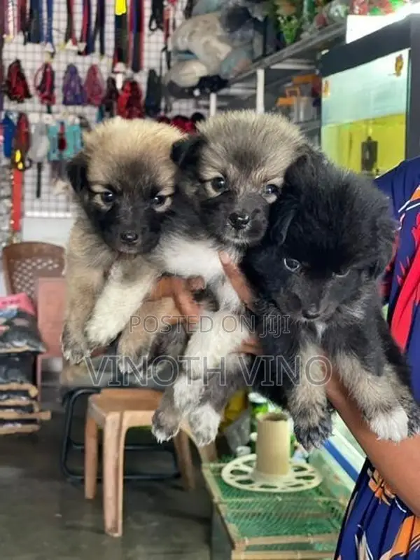 Lion Pomeranian