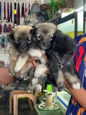 Lion Pomeranian