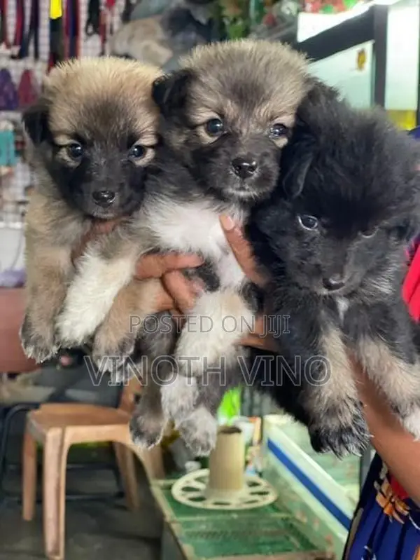 Lion Pomeranian