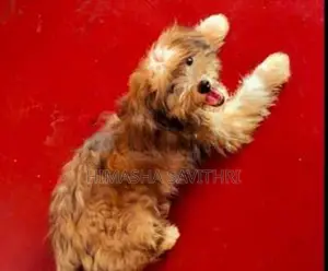 Terrier