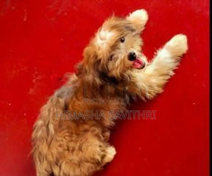 Terrier
