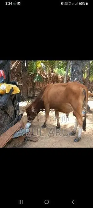 மாடுநம்பன்